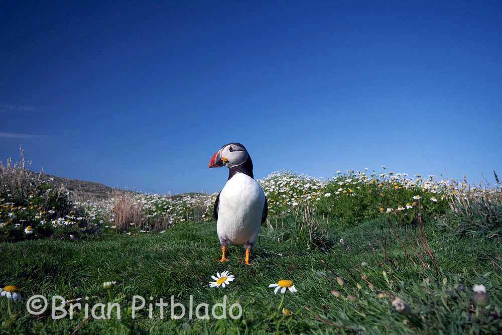 skomer503.jpg