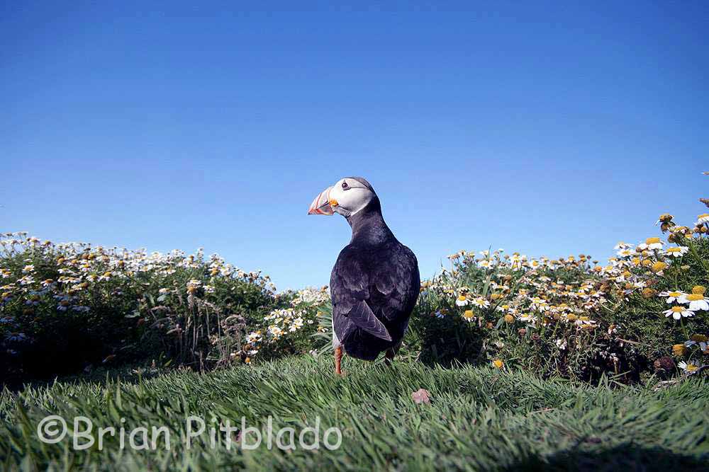 skomer509.jpg