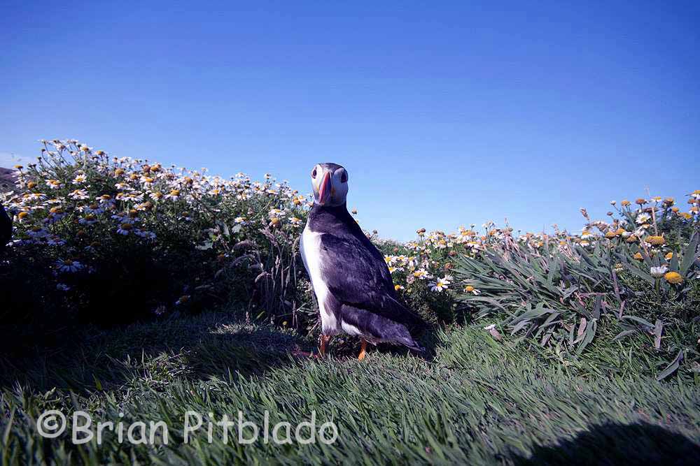 skomer511.jpg