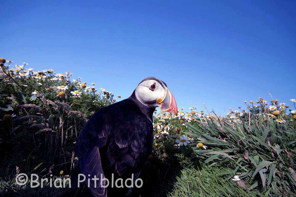 skomer513.jpg