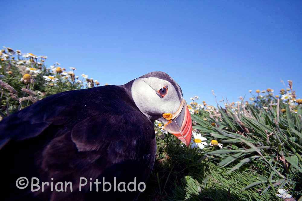 skomer514.jpg