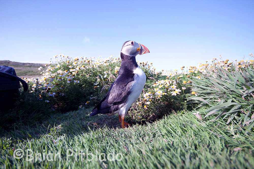 skomer515.jpg