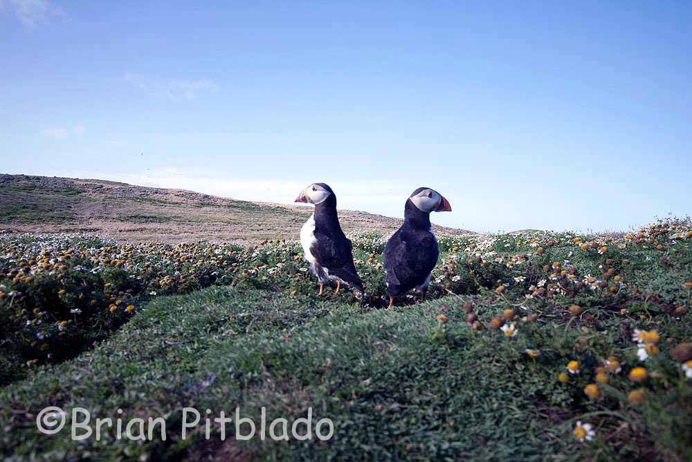 skomer519.jpg