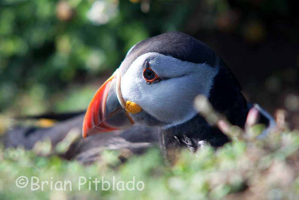 skomer522.jpg