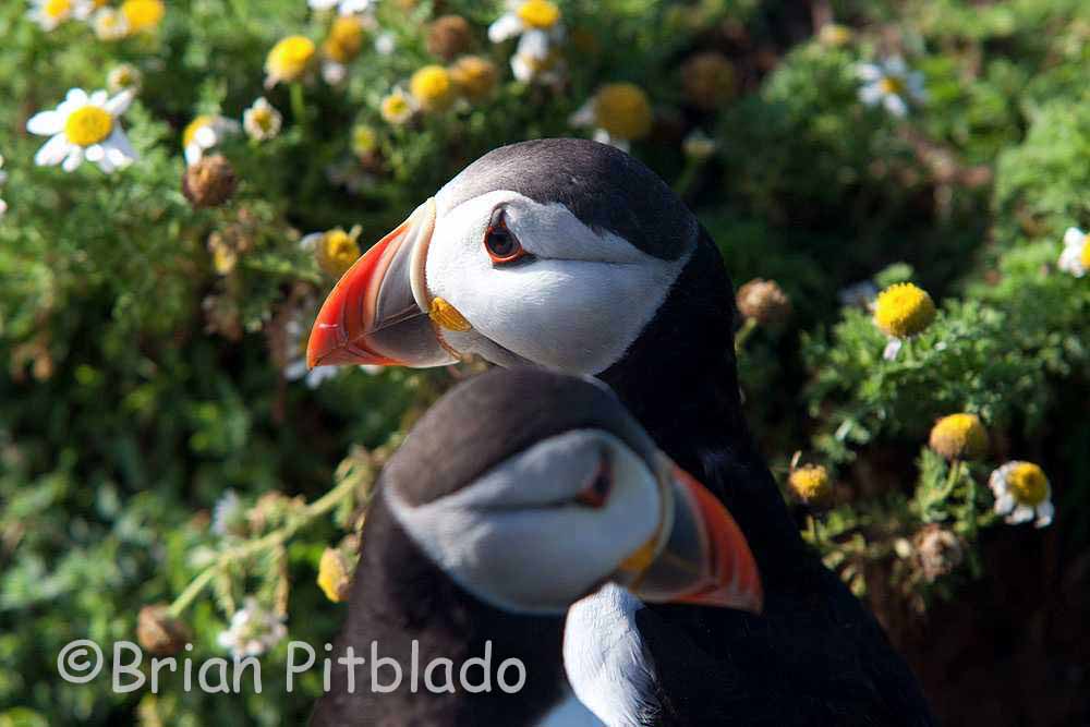 skomer523.jpg