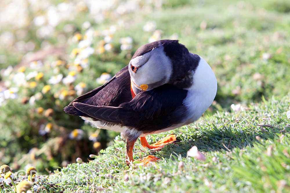 skomer526.jpg