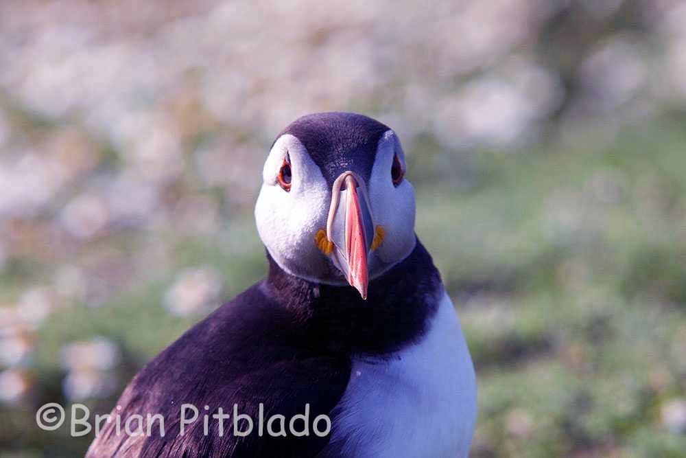 skomer527.jpg