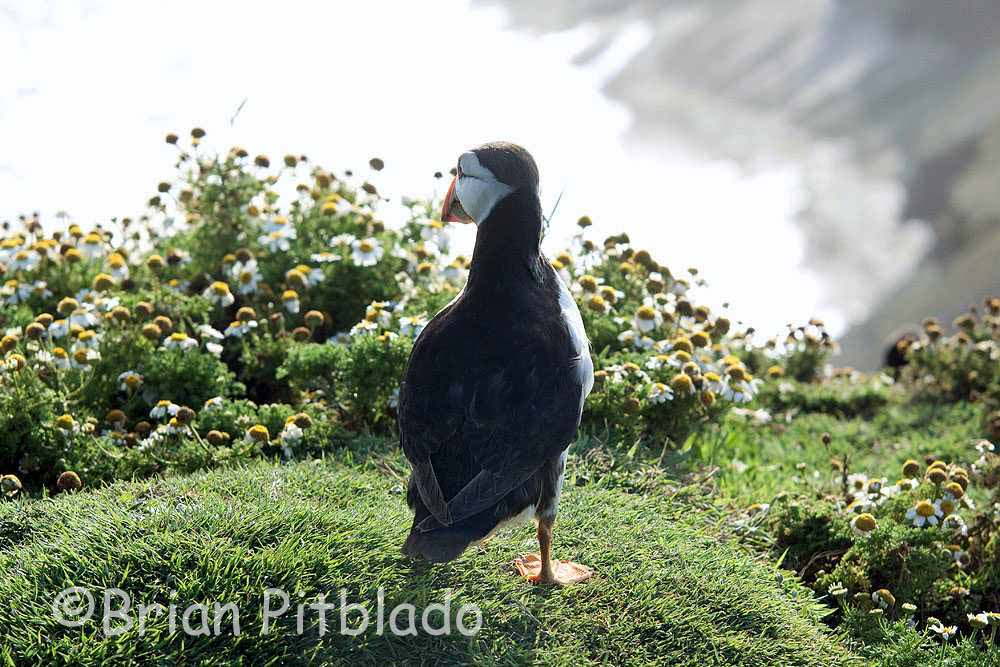 skomer529.jpg