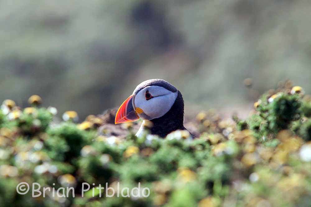 skomer530.jpg