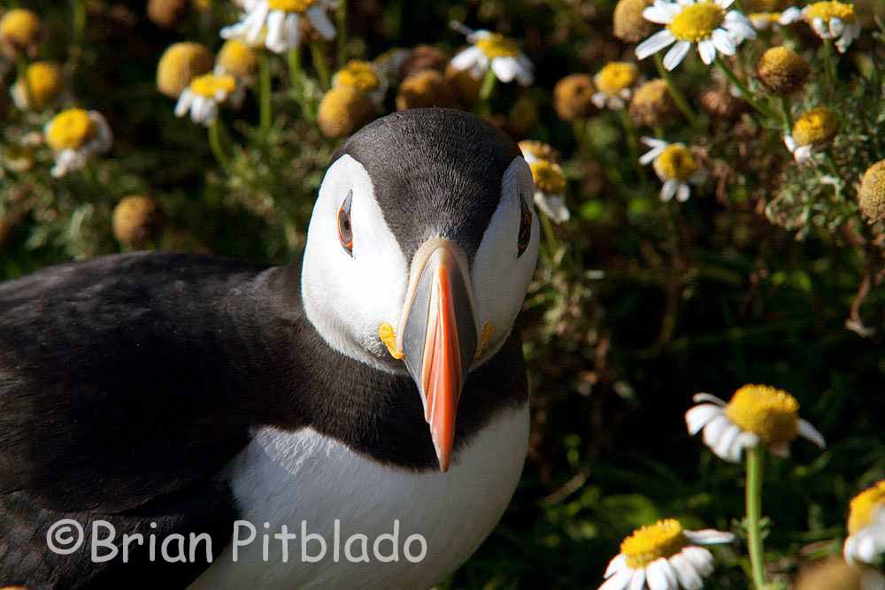 skomer531.jpg