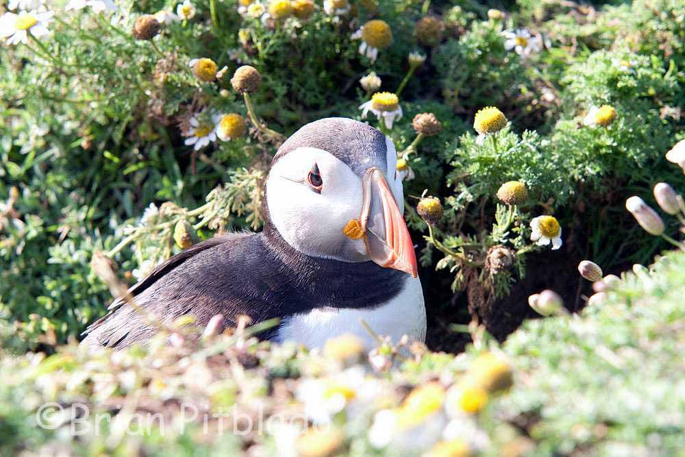 skomer538.jpg