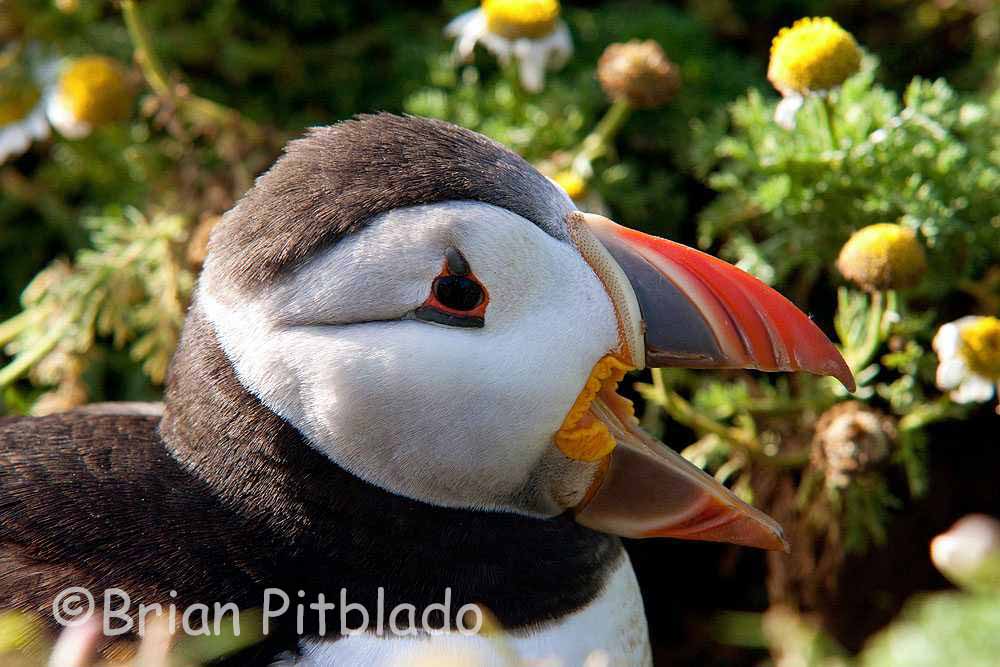 skomer539.jpg