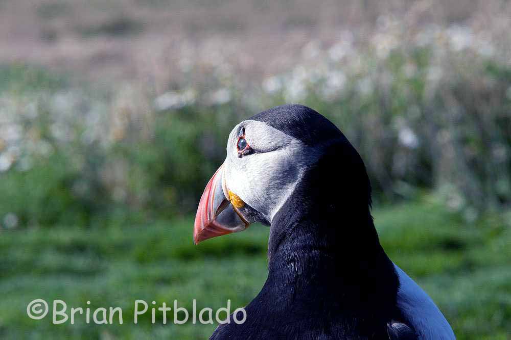 skomer540.jpg