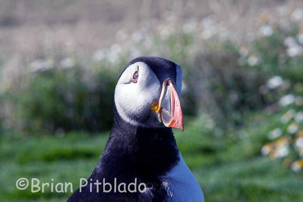 skomer541.jpg