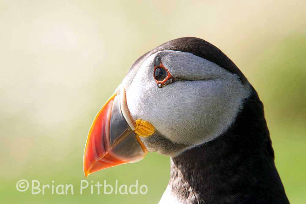 skomer542.jpg