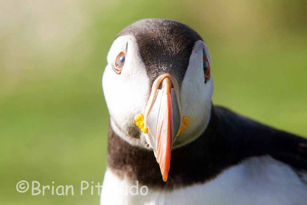 skomer544.jpg