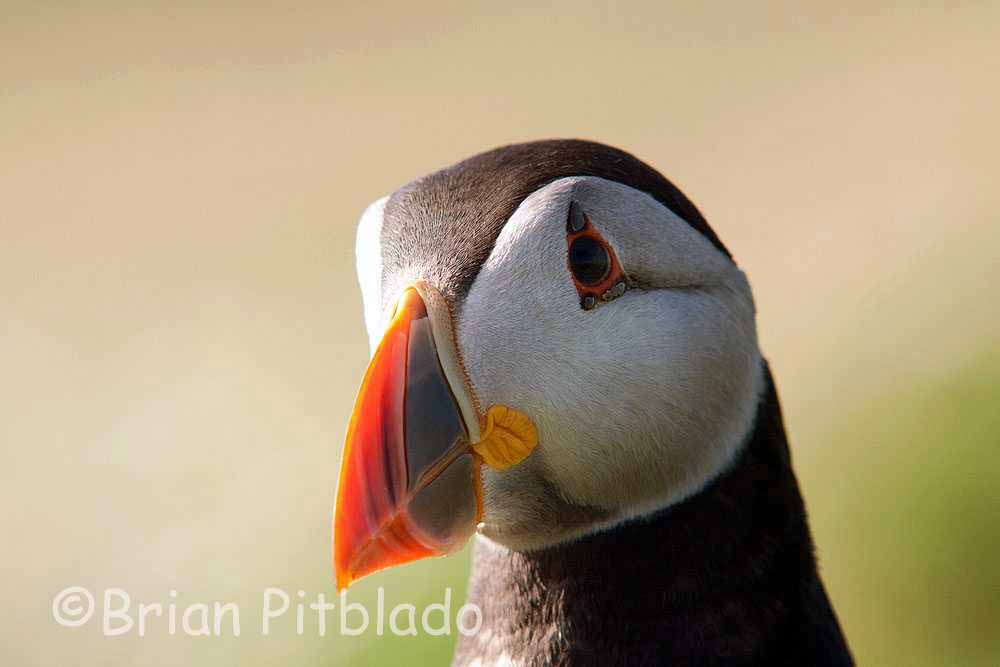 skomer546.jpg