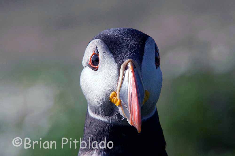 skomer547.jpg