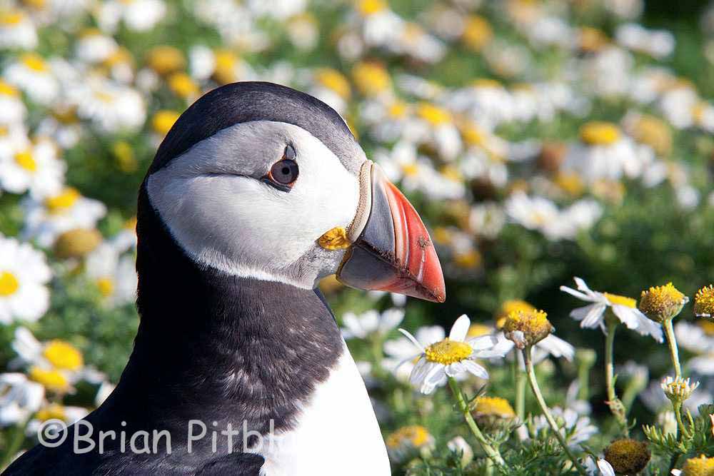 skomer549.jpg