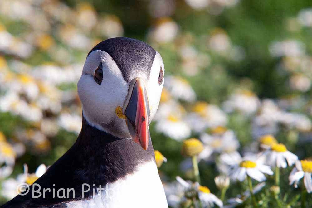 skomer550.jpg