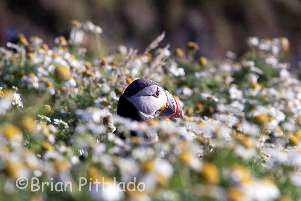 skomer552.jpg