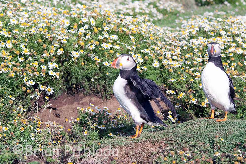 skomer557.jpg