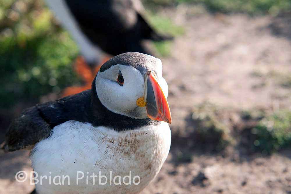 skomer561.jpg