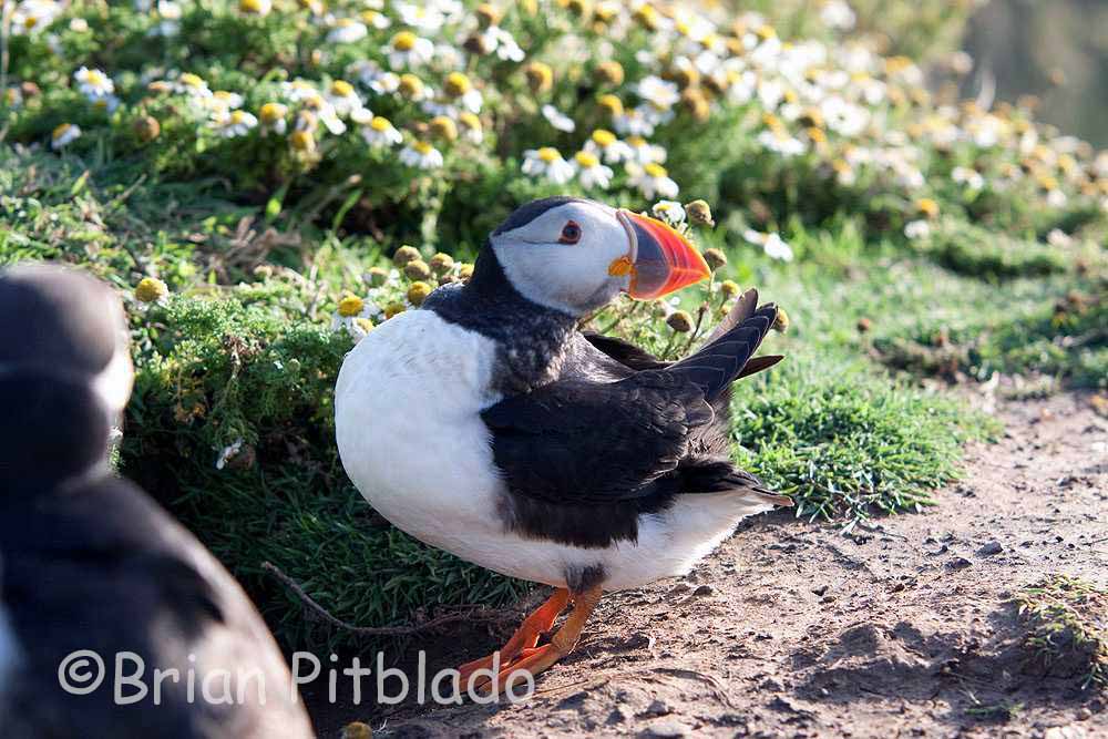 skomer564.jpg