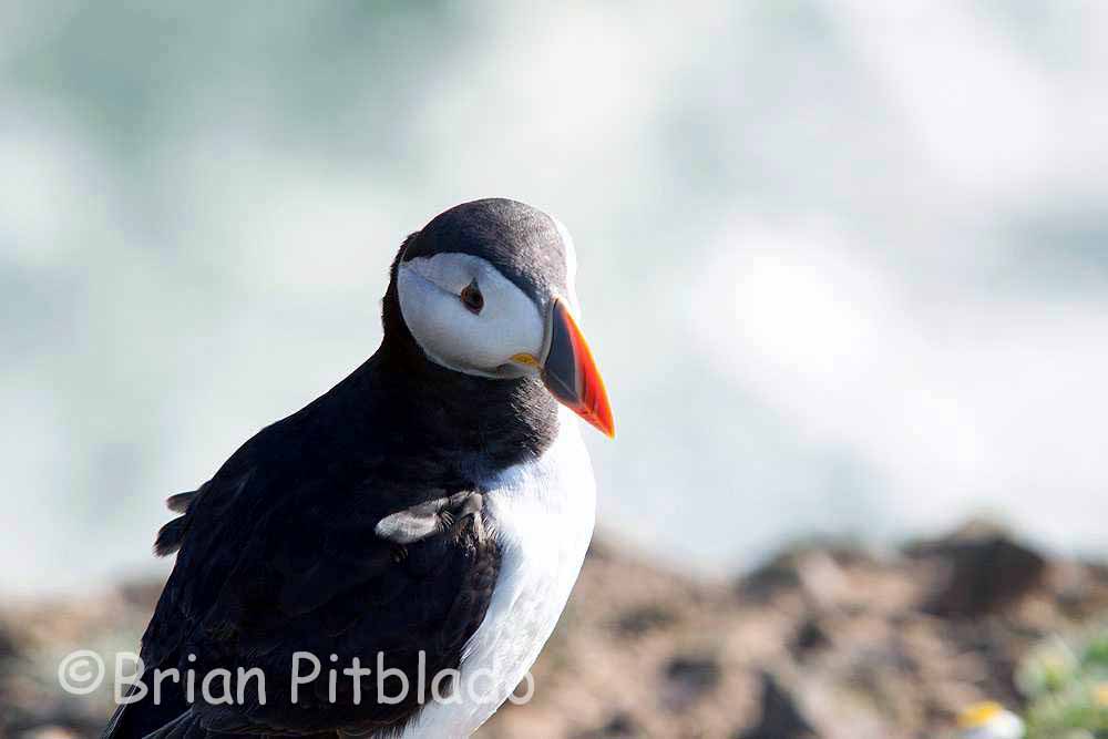skomer567.jpg