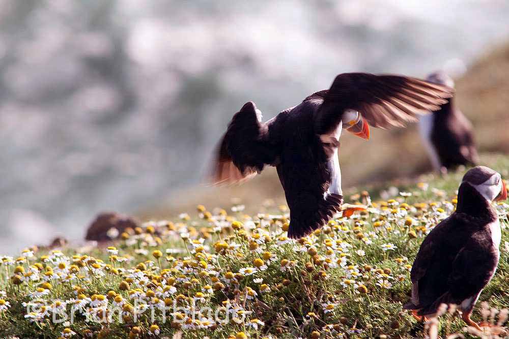 skomer571.jpg