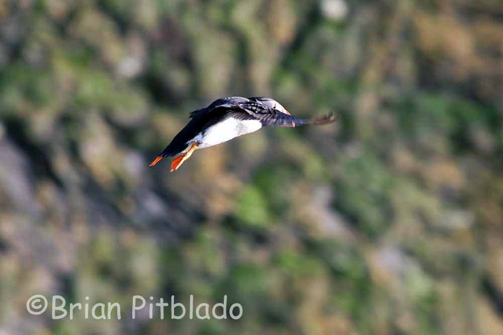 skomer574.jpg