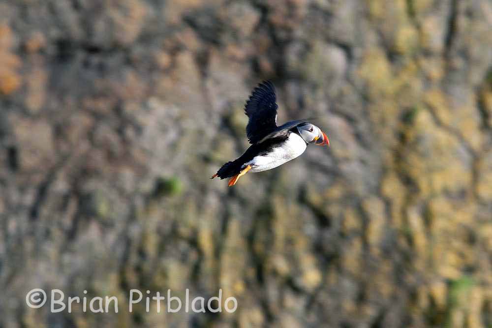 skomer578.jpg