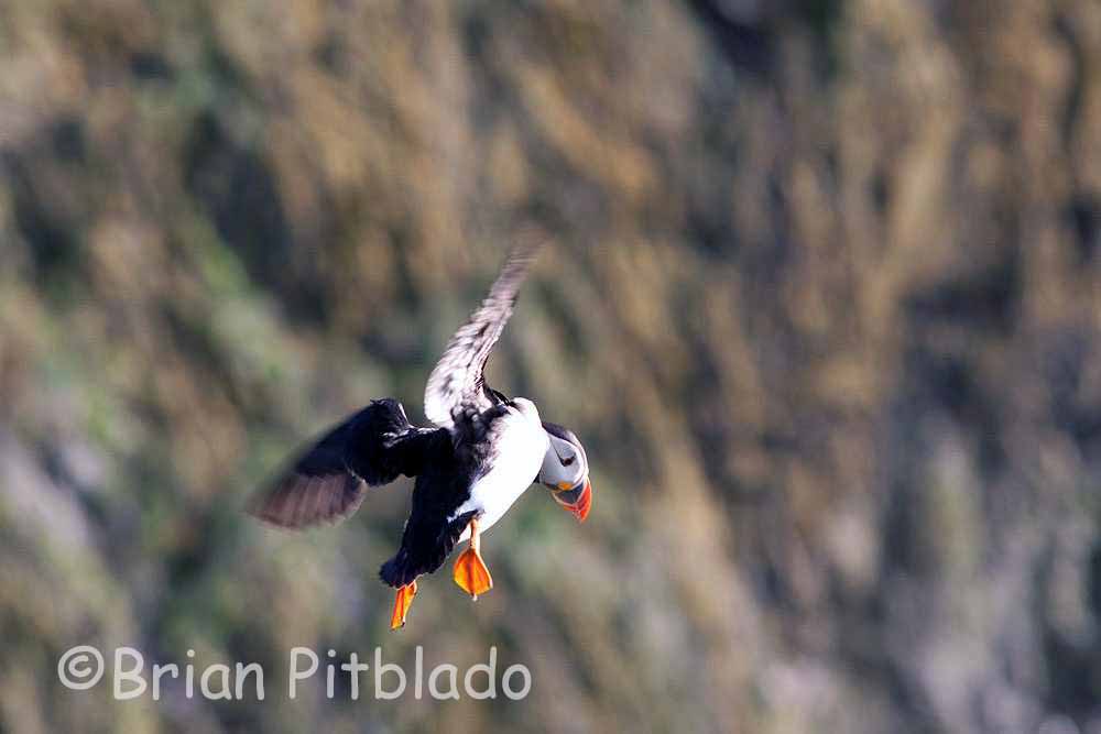 skomer579.jpg