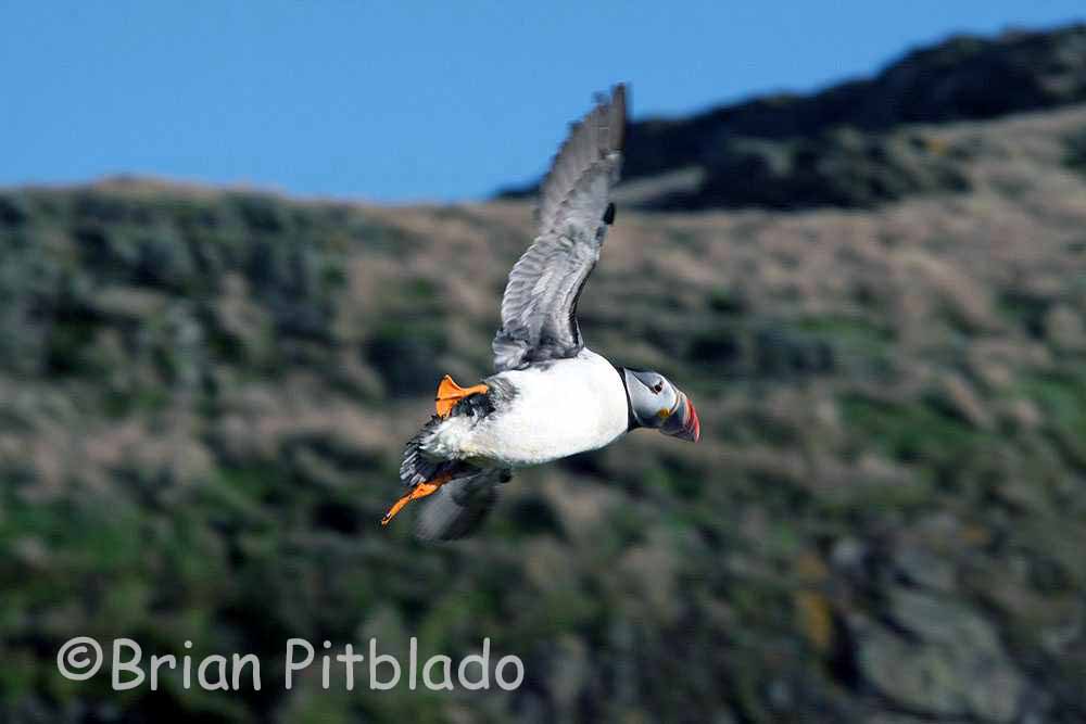 skomer582.jpg