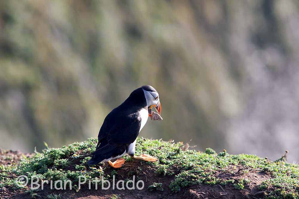 skomer586.jpg