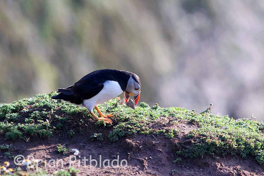 skomer587.jpg