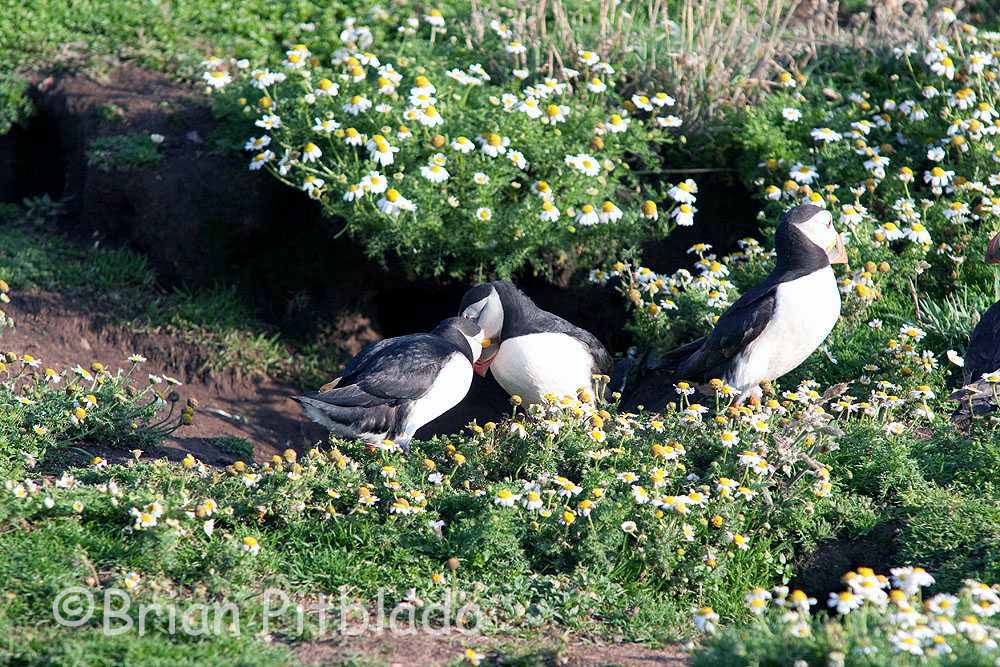 skomer595.jpg