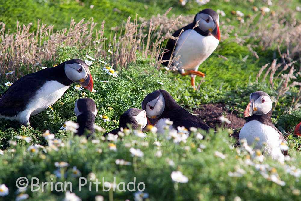 skomer599.jpg