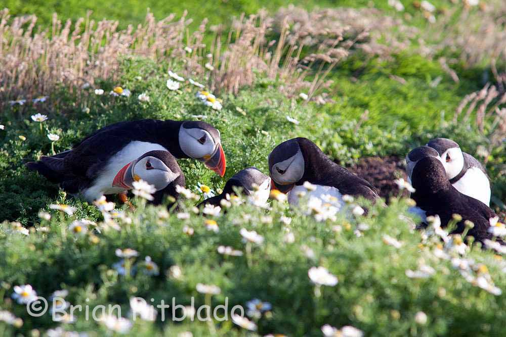 skomer600.jpg