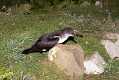 skomer002