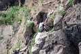 skomer009