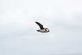 skomer035