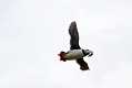 skomer050