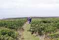 skomer051