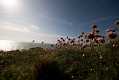 skomer106