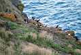 skomer196