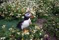 skomer230