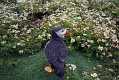 skomer231