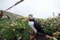 skomer240