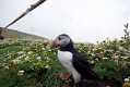 skomer241